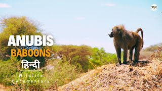 Anubis Baboons - हिन्दी डॉक्यूमेंट्री | Wildlife documentary in Hindi by Wildlife Telecast  36,459 views 1 month ago 48 minutes