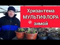 Хризантема МУЛЬТИФЛОРА зимой