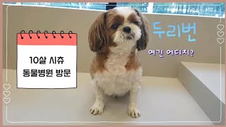 [강아지 일상Vlog] 10살 시츄의 평범한 일상