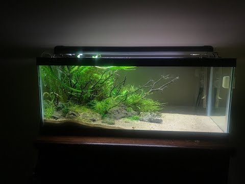 20 gallon long dirted