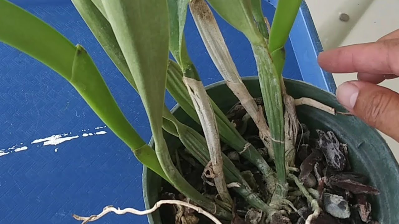 Cuando Transplantar Una Cattleya y cómo?..