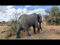 elephant in Tarangire national Park #safariintanzania