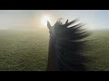 Training Racehorses in Newmarket, a video compilation.