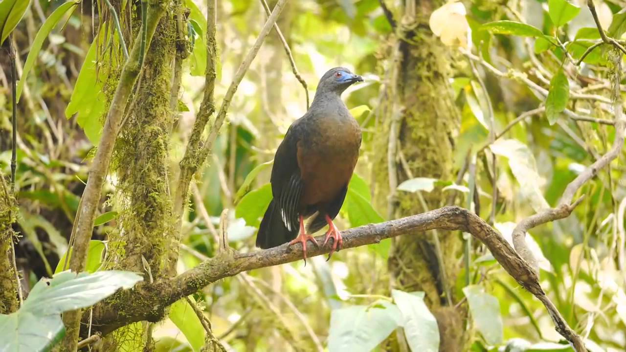 Sickle-winged Guan: Paz de Aves, Ecuador