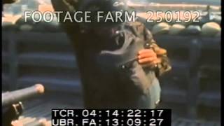 Vietnam War: Dustoffs (82nd Med. Det, 45th Medical Company) 250192-01 | Footage Farm