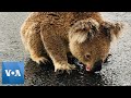 Thirsty Koala Licks Rainwater Off Road in Australia