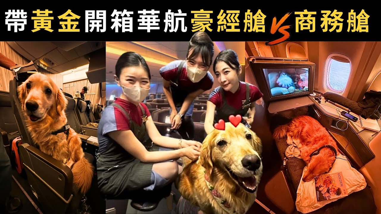帶寵物上飛機✈️實測最適合狗狗的飛機艙等【豪華經濟艙 VS 商務艙】桃機大型見面會 #寵物飛行日誌 117th Flight with pets