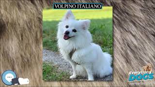 Volpino Italiano 🐶🐾 Everything Dog Breeds 🐾🐶