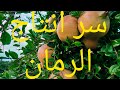 سر من الاسرار انتاج الرمان متى تكون العناية باشجار الرمان من اجل انتاج جيد وجودة عالية 
