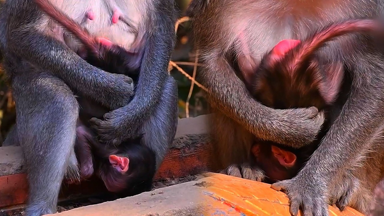 Adorable Wildlife Cute Newborn Baby Moment 2026 With Lovely Mommy