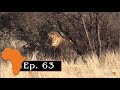 Lion plus two big eland hunted with sb hunting safaris ep 63