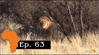 Lion plus two big eland hunted with SB Hunting Safaris, Ep. 63