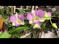 Orquídeas dendrobium,phalaenopsis y tolumnia bajo la luz Marshydro