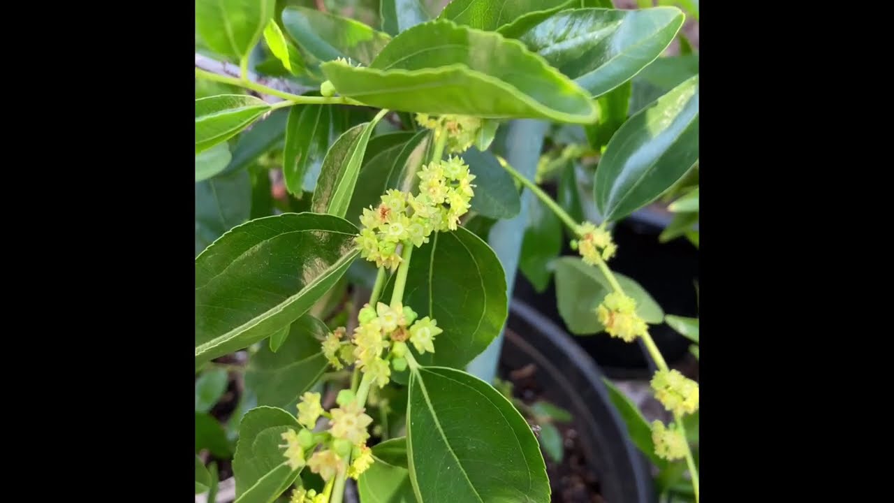 #48 GA-866 and other jujube varieties