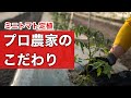 【ミニトマト定植】苗の定植でやってること気をつけてること