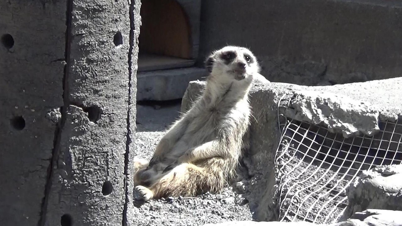 Amazing meerkat family ミーアキャット可愛い❤ #210【Cute animal