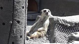 ミーアキャット Amazing meerkat family ミーアキャット可愛い❤ #210【Cute animal