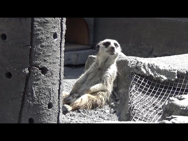 Amazing meerkat family ミーアキャット可愛い❤ #210【Cute animal