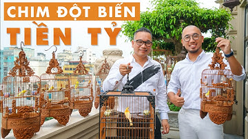 Thú chơi Tao Nhã & Xa Xỉ ĐỘC NHẤT VN ngốn HÀNG CHỤC TỶ của Ông Vua Chim Màu Chương Tailor