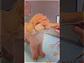 Teddy groom for this cutsey poodle 🐾✂️🫶🏻 digital dog grooming courses available in our bio _doggram