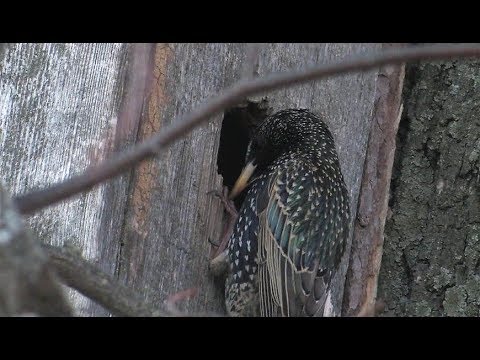 Обыкновенного скворца занесли в Красную книгу Югры