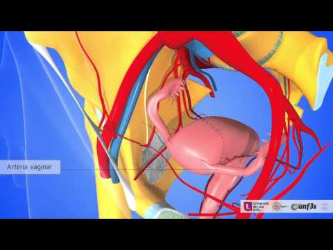 Videó: Általános Iliac Artéria Anatómia, Funkció és Diagram - Test Térképek