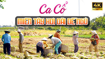 Vừa Nằm Vừa Nghe Ca Cổ Miền Tây Hơi Dài Dễ Ngủ - Ca Cổ Cải Lương Thư Giãn Ru Ngủ Hay🌾Tân Cổ Dân Ca