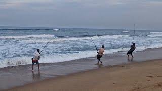 Sardine Run 2025 got us hooked in a frenzy
