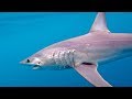 One Hour Battle with a Giant Mako Shark - 4K