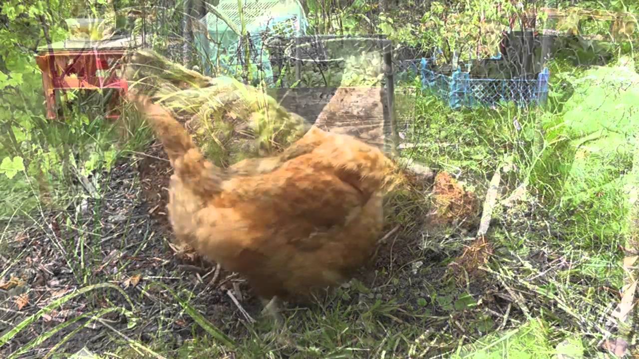 Chickens Exploring The Garden 28th August 2011 - YouTube