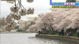 ワシントンで桜祭り開始もすでに満開・・・散る危機（12/03/21）