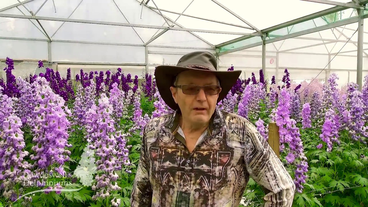 The Story of Dowdeswell's Delphiniums, Terry and Katrina