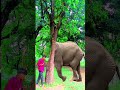friend, your hero has become a fool animals video of him entering the tree #funnyanimals #youtube