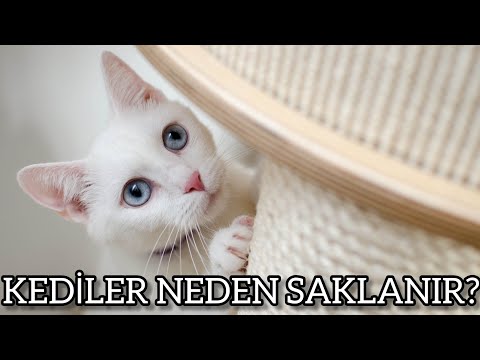 Video: Kedim Neden Bir Çok Üriniyor?