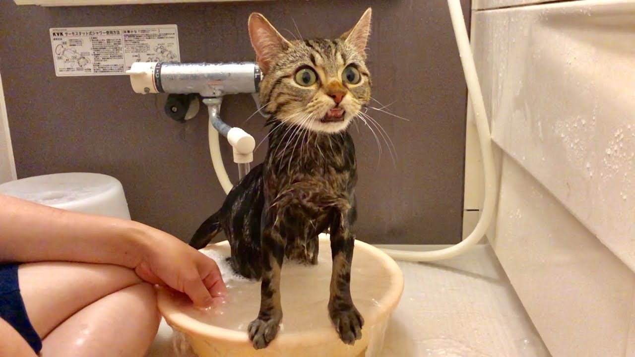 妹にシャンプーされ洗面器のお風呂で気持ち良さそうに入浴する猫 - YouTube