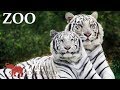 Lisbon Zoo - Portugal HD