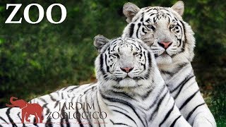 Lisbon Zoo  Portugal HD