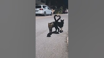 Thumbnail of Kucing Pacaran (Cute cats) 😂