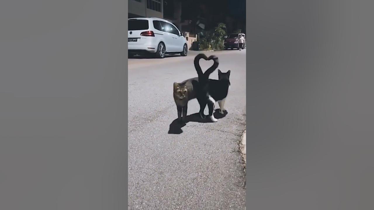 Kucing Pacaran (Cute cats) π Kucing Pacaran (Cute cats) π