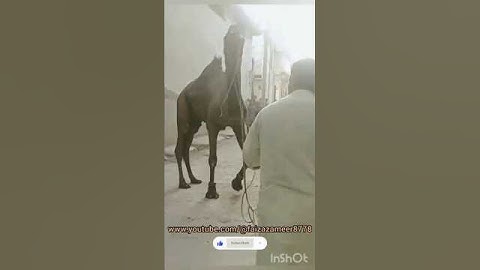 "When Camels Get Angry – Bite Captured on Video!"