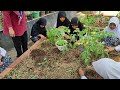 Pembelajara TdBA Cara Menanam Cabai