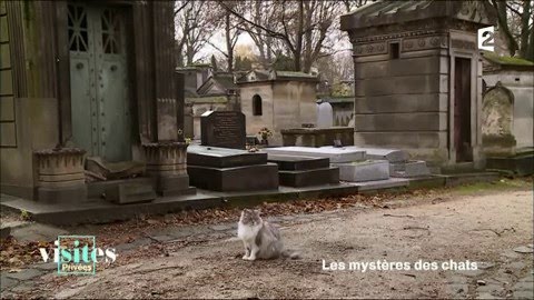 L'école des chats de Montmartre - Visites privées