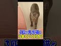 ガリガリ猫と先住猫の同居物語
