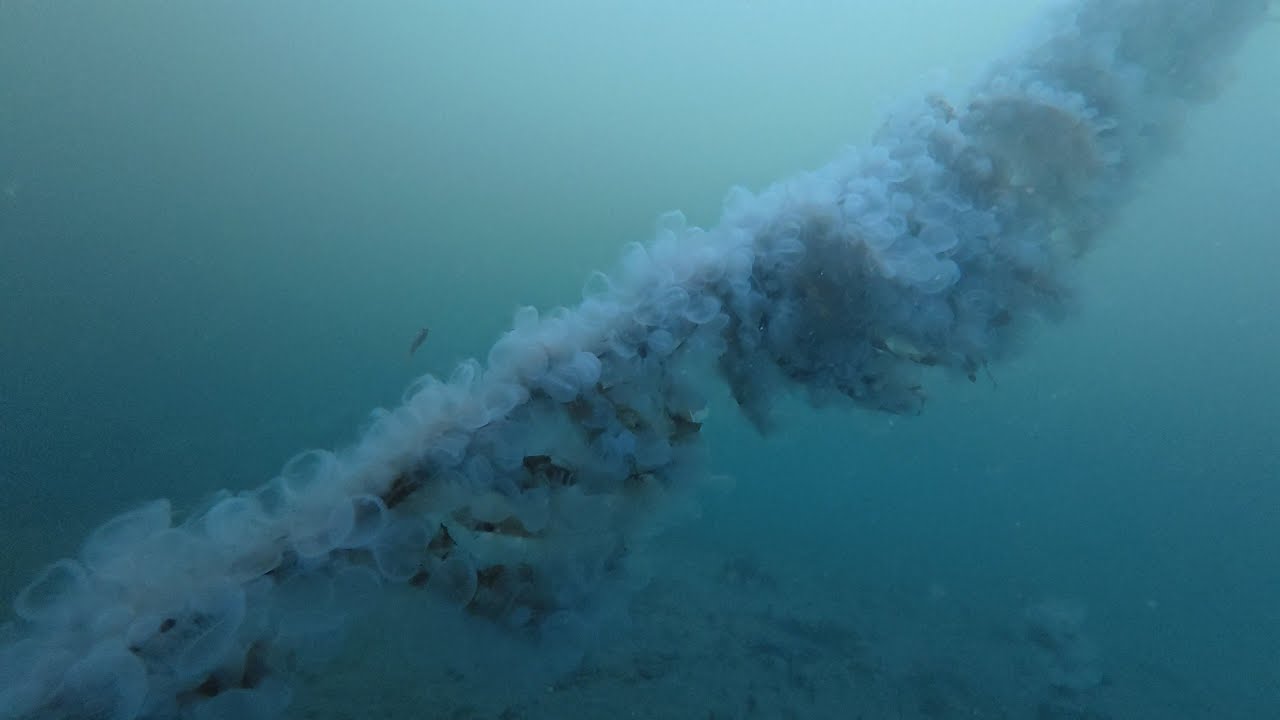 Lion's mane nudibranch frenzy at Breakwater Cove, Monterey, CA