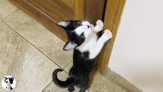 A cute rescued kitten talking to open the door suddenly changes when eating food!