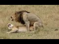 BE CAREFUL!! Very FUNNY ANIMALS 🤣 Try Not To LAUGH or SMILE ★78 (ANIMALS EDITION)