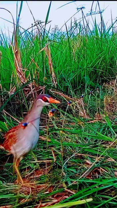 pikat burung sintar sawah gaes😎