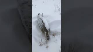 الثعلب القطبي المتجمدFrozen Polar Fox