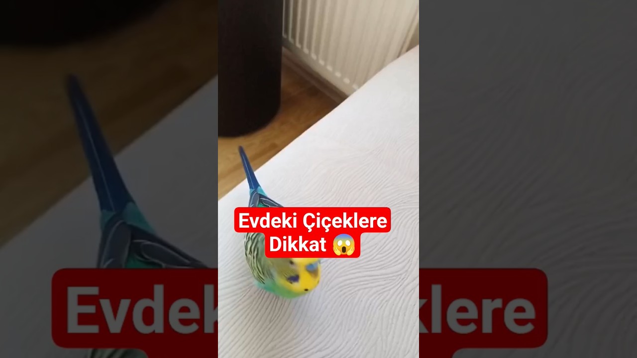 Kuşunuzun Bayıldığı 3 Ev Bitkisi! 🐦🌿 Evinizi Doğaya Çevirin #muhabbetkuşu #talkingparot #budgies