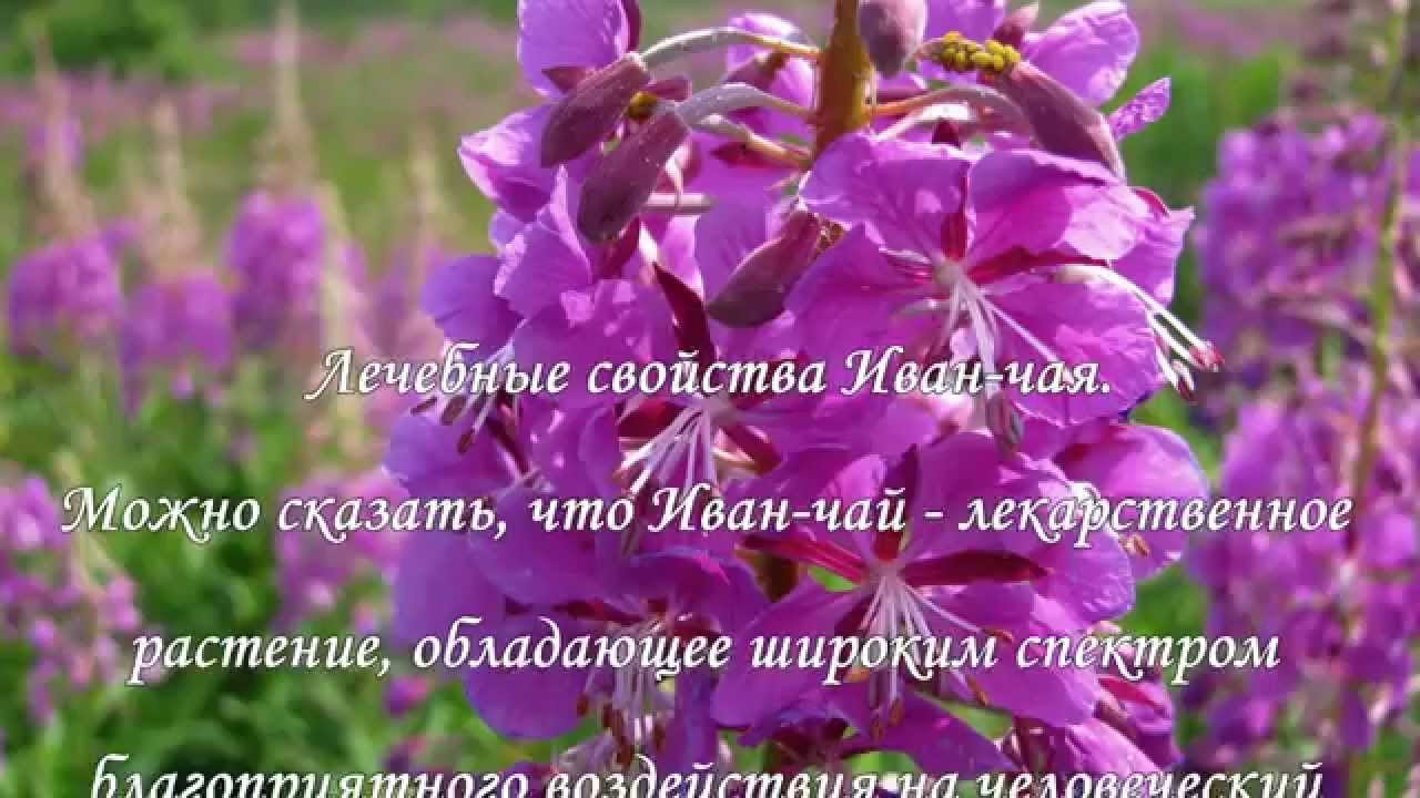 Иван-чай: полезные свойства Иван-чай: полезные свойства